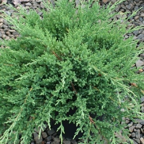 Jałowiec chiński Sargenta (Juniperus chinensis) - Zdjęcie №1
