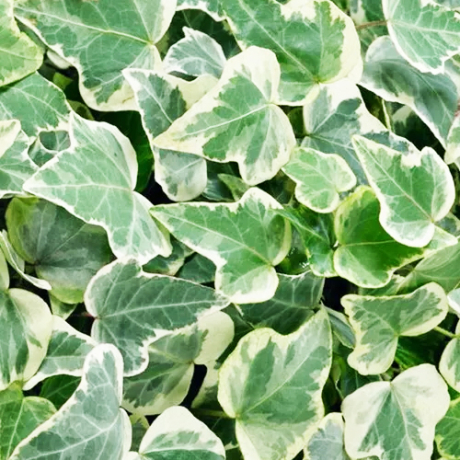 Bluszcz pospolity White Wonder (hedera helix) - Zdjęcie №1