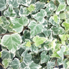 Bluszcz pospolity White Wonder (hedera helix) : zmniejszona - Zdjęcie №2