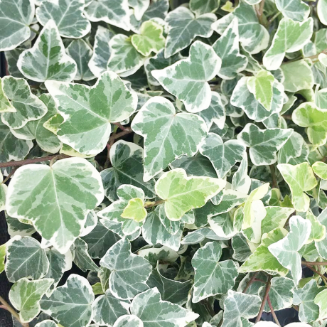 Bluszcz pospolity White Wonder (hedera helix) - Zdjęcie №2