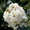 Lagerstroemia indica White (C2 h 20-35 cm) : zmniejszona - Zdjęcie №3