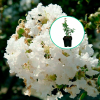Lagerstroemia indica White (C2 h 20-35 cm) : zmniejszona - Zdjęcie №1