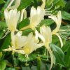 Wiciokrzew japoński 'Halliana' (lonicera japonica) C2 : zmniejszona - Zdjęcie №3