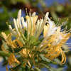 Wiciokrzew japoński 'Halliana' (lonicera japonica) C2 : zmniejszona - Zdjęcie №2