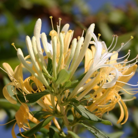 Wiciokrzew japoński 'Halliana' (lonicera japonica) C2 - Zdjęcie №2