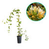 Wiciokrzew japoński 'Halliana' (lonicera japonica) C2 : zmniejszona - Zdjęcie №1