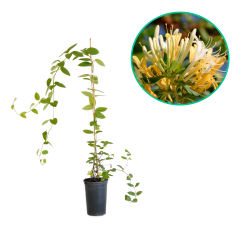 Wiciokrzew japoński 'Halliana' (lonicera japonica) C2