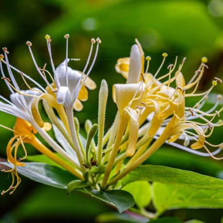 Wiciokrzew japoński 'Hall's Prolific' (lonicera japonica) C2 - Zdjęcie №1