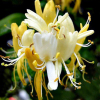 Wiciokrzew japoński 'Hall's Prolific' (lonicera japonica) C2 : zmniejszona - Zdjęcie №2