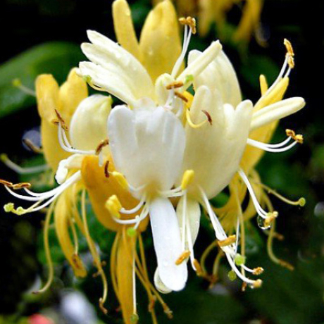 Wiciokrzew japoński 'Hall's Prolific' (lonicera japonica) C2 - Zdjęcie №2