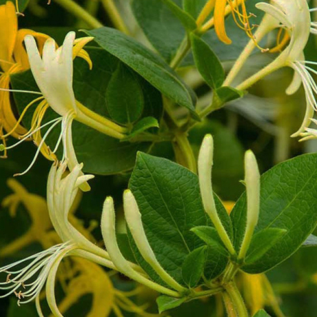 Wiciokrzew japoński 'Hall's Prolific' (lonicera japonica) C2 - Zdjęcie №3