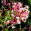 Wiciokrzew japoński 'Purpurea' (lonicera japonica) C2 : zmniejszona - Zdjęcie №1
