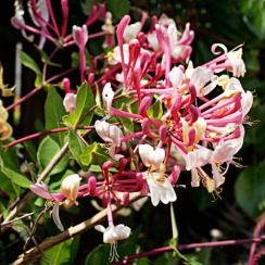 Wiciokrzew japoński 'Purpurea' (lonicera japonica) C2