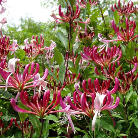 Wiciokrzew japoński 'Purpurea' (lonicera japonica) C2 - Zdjęcie №2