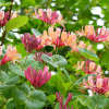 Wiciokrzew pomorski 'Serotina' (lonicera periclymenum) C2 : zmniejszona - Zdjęcie №2