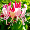 Wiciokrzew pomorski 'Serotina' (lonicera periclymenum) C2 : zmniejszona - Zdjęcie №1