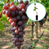 Winogrona fioletowe 'Agata' (deserowe, wczesna, donica 1.7l) : zmniejszona - Zdjęcie №1