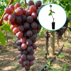 Winogrona fioletowe 'Agata' (deserowe, wczesna, donica 1.7l)