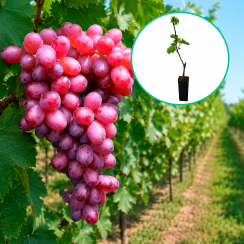 Winogrona czerwone bezpestkowe 'Alisa' (deserowe, wczesna, donica 1.7l)