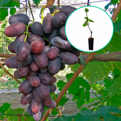 Czarne winogrona wielkoowocowe 'Alwika' (deserowe, wczesna, donica 1.7l)