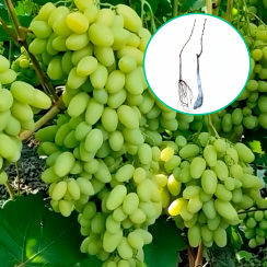 Winogrona białe wielkoowocowe 'Bananas' (deserowe, wczesna, z gleby)