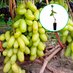 Podłużne winogrona białe wielkoowocowe 'Biała Lady' (deserowe, wczesna, z donica 1.7l)