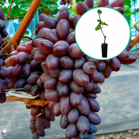 Winogrona fioletowe wielkoowocowe 'Bliźniak' (deserowe, wczesna, donica 1.7l) - Zdjęcie №1