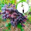 Winogrona fioletowe wielkoowocowe 'Damaska Krasawica' (deserowe, wczesna, donica 1.7l) : zmniejszona - Zdjęcie №1