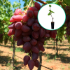 Winogrona różowe wielkoowocowe 'Dębowy Różowy' (deserowe, wczesna, donica 1.7l) : zmniejszona - Zdjęcie №1
