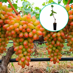 Winogrona różowe wielkoowocowe 'Dnieprowska Riviera' (deserowe, wczesna, donica 1.7l)