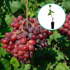Winogrona czerwone 'Everest' (deserowe, wczesna, donica 1.7l)