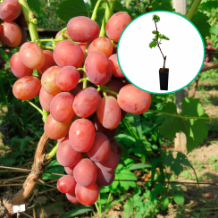 Winogrona czerwone 'Flamija' (deserowe, wczesna, donica 1.7l)