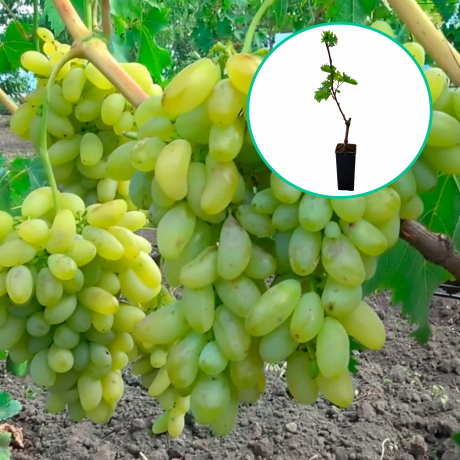 Winorośl japońska 'Gold Finger' (deserowe, wczesna, donica 1.7l) - Zdjęcie №1