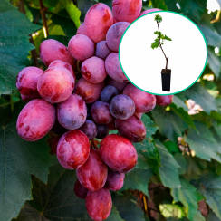 Winogrona czerwone wielkoowocowe 'Imperatrica' (deserowe, wczesna, donica 1.7l)