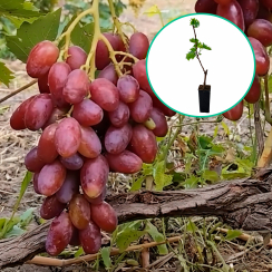 Winogrona czerwone 'Jamajka' (deserowe, wczesna, donica 1.7l)
