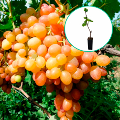 Winogrona różowe wielkoowocowe 'Kameleon' (deserowe, wczesna, donica 1.7l)