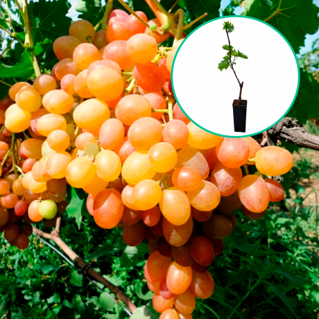 Winogrona różowe wielkoowocowe 'Kameleon' (deserowe, wczesna, donica 1.7l) - Zdjęcie №1