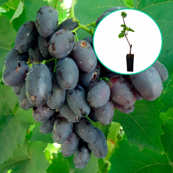 Czarne winogrona 'Kodrianka' (deserowe, wczesna, donica 1.7l)