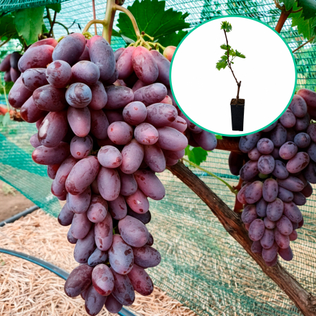 Winogrona fioletowe 'Krasawa' (deserowe, wczesna, donica 1.7l) - Zdjęcie №1