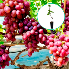 Winogrona czerwone wielkoowocowe 'Kuzmicz' (deserowe, wczesna, donica 1.7l)