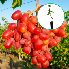 Winogrona czerwone wielkoowocowe 'Kvazar' (deserowe, wczesna, donica 1.7l)