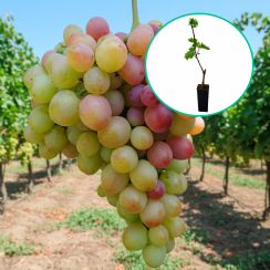 Winogrona różowe wielkoowocowe 'Lija' (deserowe, wczesna, donica 1.7l)