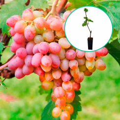 Winogrona różowe wielkoowocowe 'Liwia' (deserowe, wczesna, donica 1.7l)