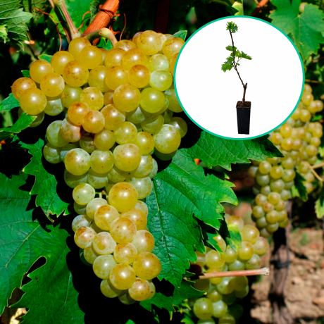 Winogrona winne jasne 'Muskat Biały' (wczesna, donica 1.7l) - Zdjęcie №1
