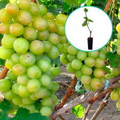 Winogrona białe 'Natalia Rostowa' (deserowe, wczesna, donica 1.7l)