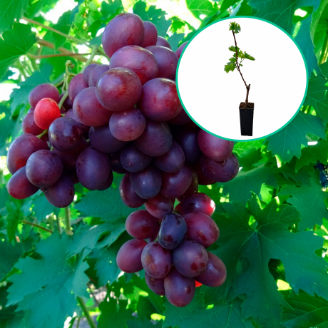 Winogrona fioletowe wielkoowocowe 'Pamiati Uczitiela' (deserowe, wczesna, donica 1.7l) - Zdjęcie №1