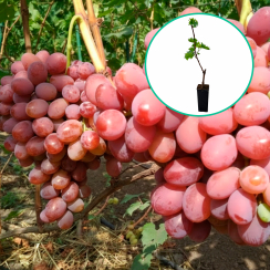 Winogrona czerwone wielkoowocowe 'Podarok Irinie' (deserowe, wczesna, donica 1.7l)