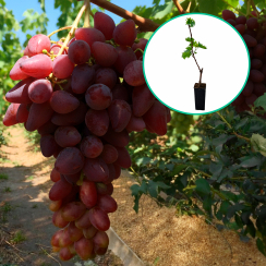 Winogrona różowe wielkoowocowe 'Prieobrażenie' (deserowe, wczesna, donica 1.7l)
