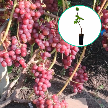 Winogrona różowe 'Rozmus' (deserowe, wczesna, donica 1.7l) - Zdjęcie №1