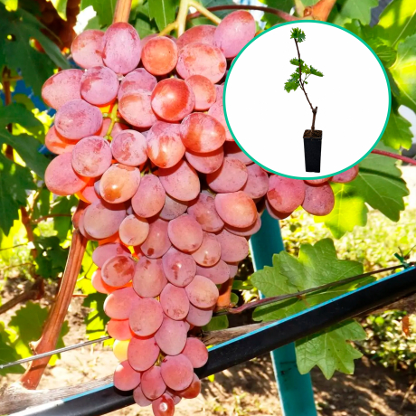 Winogrona różowe bezpestkowe 'Rozowaja Dymka' (deserowe, wczesna, donica 1.7l) - Zdjęcie №1